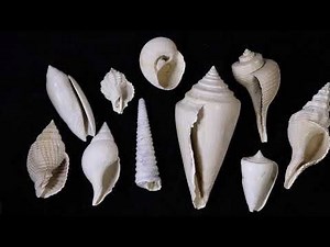 Fossils@Home #3: Left-Handed Snails