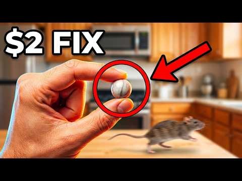 Exterminators Charge $300 to Kill Rats — This $2 Trick Works Better!