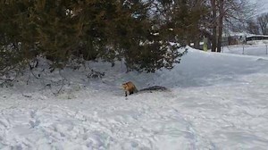 Dixie and Finnegan get a giant banana 🍌 | Saveafox Corporation