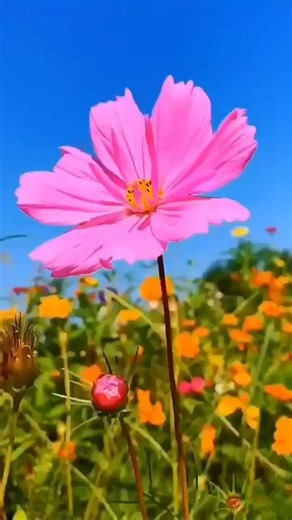 Breathtaking Cosmos Flowers in Full Bloom! 🌸 Nature's Vibrant Masterpiece