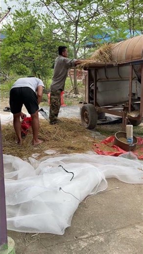 Ancient rice threshing machine​ #rice #machine