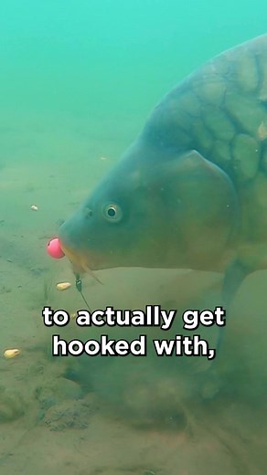 Tips for Catching Bigger Carp Every Time