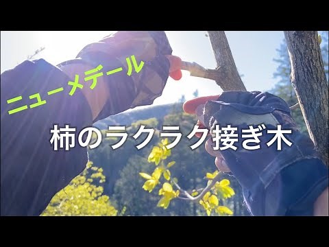 Easy persimmon grafting
