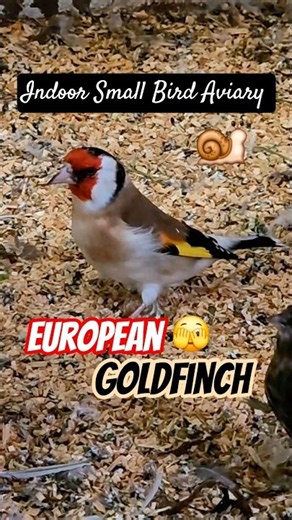 European Goldfinch 🫣 Indoor Small Bird Aviary!!