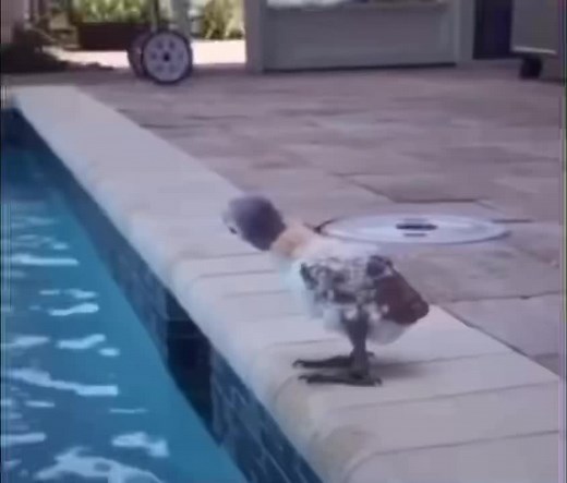 ‏premium from cosco😂 #funny #parrot | flotation device bird