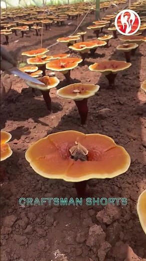 Ganoderma Lucidum | Ganoderma Lucidum Repair