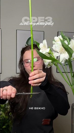 Alstroemeria and care