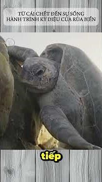 THE MIRACULOUS JOURNEY OF THE SEA TURTLE