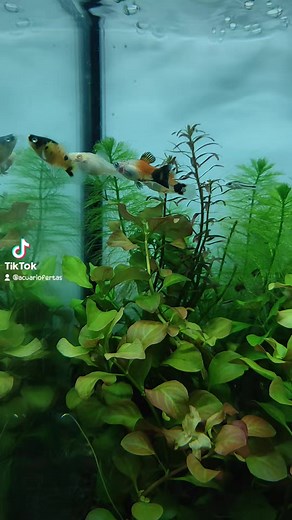 2K views | ✨ # Gran avenida José Miguel Carrera 9767, local 13 , El...