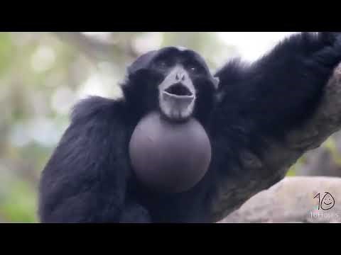 yelling gibbon monkey for 10 hours