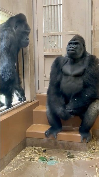 Gorilla Kiyomasa Gets Nervous As The Boss Shabani Appears 🦍