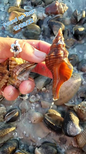 Exploring Seashell Treasures on Marco Island