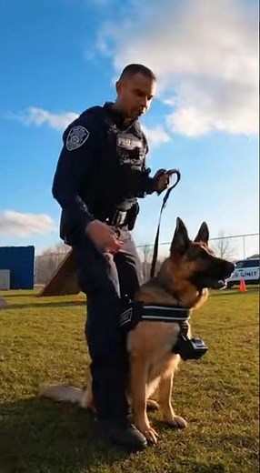 How Police K9 Dogs Are Trained | Elite K9 Training. #dog #k9 #k9dog #military #malinois #viral