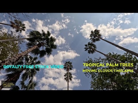 Tropical Palm Trees & Moving Clouds Timelapse | Relaxing 4K Sky Scenery