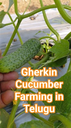 Gherkin Cucumber Farming in Telugu #farming #agriculture #gherkin #yscr29