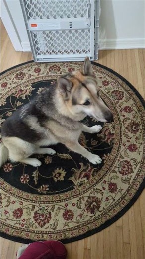 distinguished gentleman