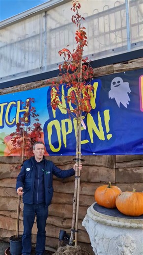 Bargain of the month! Pyrus Chanticleer, ornamental pear, giveaway price! #keanesgardencentre #bargain #keanesgardencentre #autumnvibes | Keane's Garden Centre, Kilcolgan