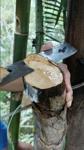 Method of extracting palm juice from palm trees #penyadaparen #palm #palmtree #nature