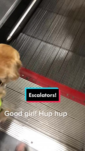 Guide Dog Escalator Training: Step-by-Step Guide