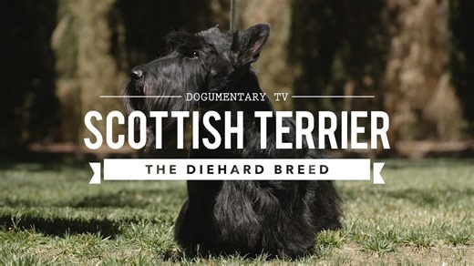 All about Scottish terriers