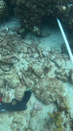 Cleaning them out! 咽 #diving #lobstering #fishing #commercial | Carnage Outdoors | Facebook