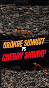6.6K views · 82 reactions | Orange Sunkist vs Cherry Shrimp - which...