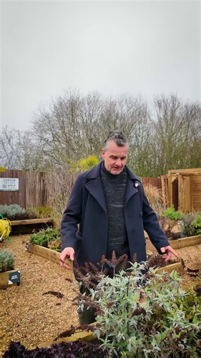 Pruning time Buddleja ➜ Cut back hard Verbena ➜ Light tidy Curry Plant ➜ Shape gently Simple care = stronger plants #GardenOnARoll #GardenTips #PlantCare