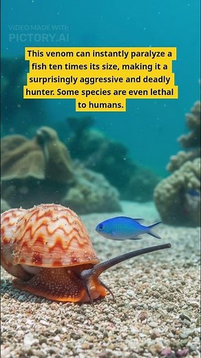 The Great Barrier Reef's Unsettling Predator
