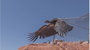 Wake Up Idaho Rewind: Saving a species, the California Condor