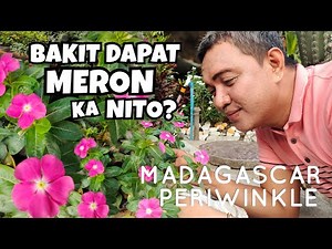 5 REASONS WHY YOU SHOULD HAVE CHICHIRICA | MADAGASCAR PERIWINKLE PLANT CARE