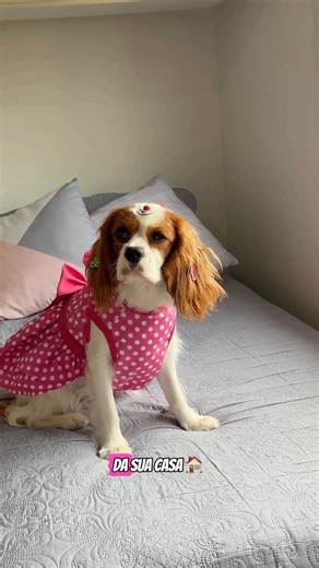 Maria Eduarda Chaves on Instagram: "Get ready with mini diva pro bloquinho @dalua.pet Look aprovado, AUmigas? ahhh, e não esqueçam de usar o cupom DALUACHLOE10 que garante 10% off em qualquer serviço ou na primeira mensalidade 🤩 Espero que vocês tenham gostado, um lambeijoooo 🐶💖✨"