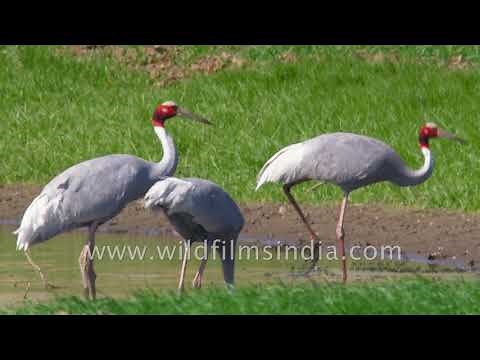 Tallest flying bird in the world: Sarus Crane of India mates for life
