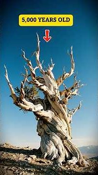 This Tree Is 5,000 Years Old. Still Alive. #bristleconepine #shorts