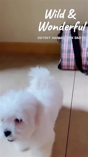 Dive into the royal lineage of the Maltese breed. These regal canines have graced the courts of ancient royals, and their noble legacy continues today. Stay tuned for more fascinating facts! 🐾 #MalteseRoyalty #AncientBreeds #RoyalDogs #DogLovers #PetHistory