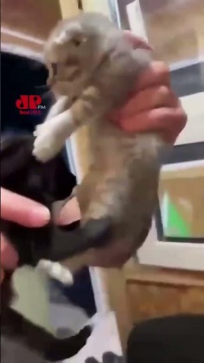 A ideia era levar um gatinho pra casa #cattoys #toysforcats #cat #pets