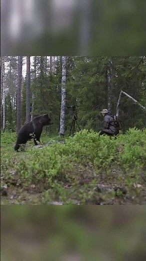 Does bear spray really work?? #animalattack #wildanimals #bear #wildlife #nature