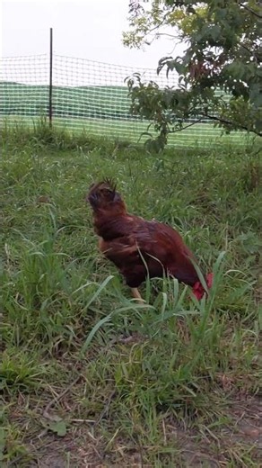 Rhode Island Red Rooster