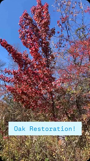Herbarium records from the early 1900s show that two locally uncommon oaks used to grow at one of my local Pennsylvania State Parks. The Blackjack oak (Quercus marilandica) and Post oak (Quercus stellata) were both documented growing in the direct area, but may have since been extirpated. This is likely due to fire suppression, mesophication, deer pressure, and invasive species, which have greatly altered the species found within the park. 🌳 So my non-profit (@communitycanopyproject) teamed up 