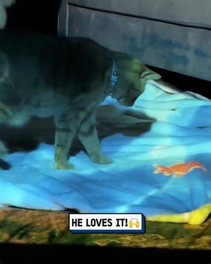 I transformed my cat's world with projection mapping 🐱🤯 | UNILAD Tech