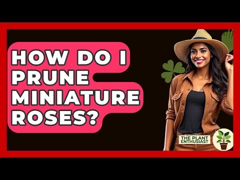 How Do I Prune Miniature Roses? - The Plant Enthusiast