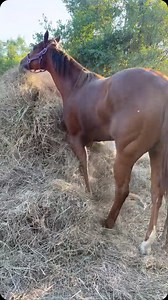 4K views · 97 reactions | Brandon Hunt on Reels | Facebook