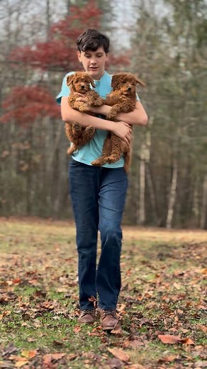 A sweet afternoon with the pups! A small walk, some wrestling, then they’re ready for a cuddle. 🥰 @doodlebrood www.doodlebrood.com #goldendoodle #goldendoodlepuppy #goldendoodlesofinstagram | DoodleBrood