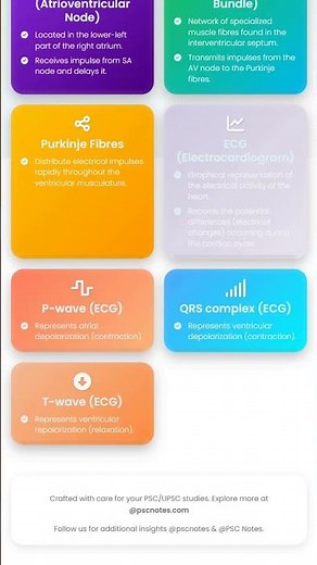 Conduction System of the Heart: SA node, AV node, ECG