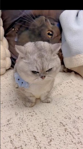 This grumpy cat will melt your heart in 3... 2... 1... 😹