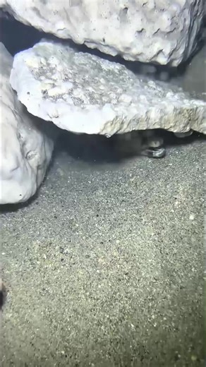 Deep sea fishing wonders #fishing #fish #sea #ocean #fishingtips