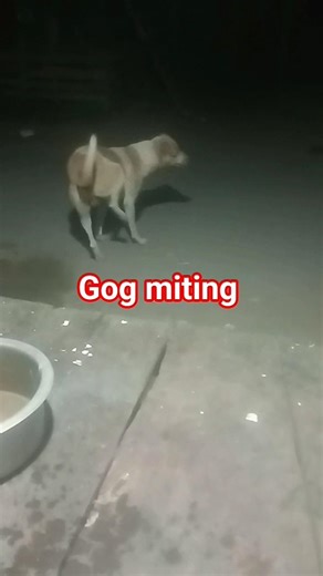 dog miting