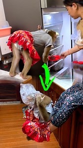 9.5K views · 233 reactions | Bilingual Judy No Faith In Mom, Repeatly Check Fridge Before Her Full Acrobatic Play | The Judy Family | Facebook