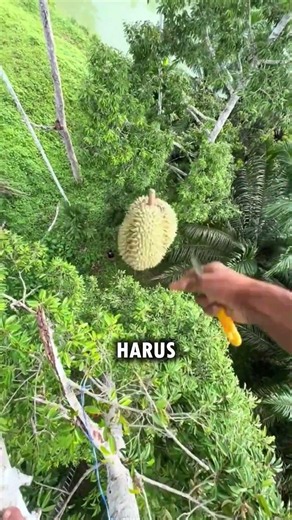 The Reason Why Durian Is So Expensive