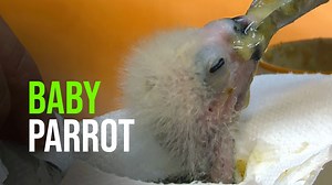 The Prague Zoo is thrilled to announce it has successfully bred a Pesquet’s parrot, a first for any zoo in continental Europe. The birth also marks a rare achievement for zoos all around the world. The chick, which was bred behind the scenes, is about two months old and requires hand-feeding by keepers around the clock (about every five hours!). The Pesquet's parrot’s (also known as the Dracula parrot) diet consists mostly of fruit. This is actually the reason their heads are mostly featherless 