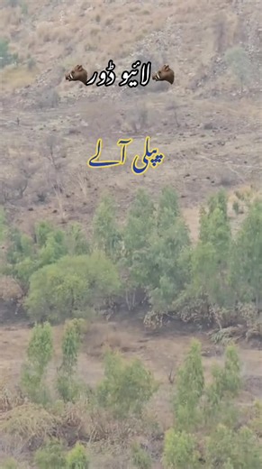 Exploring Livedoor's Creator Search Insights